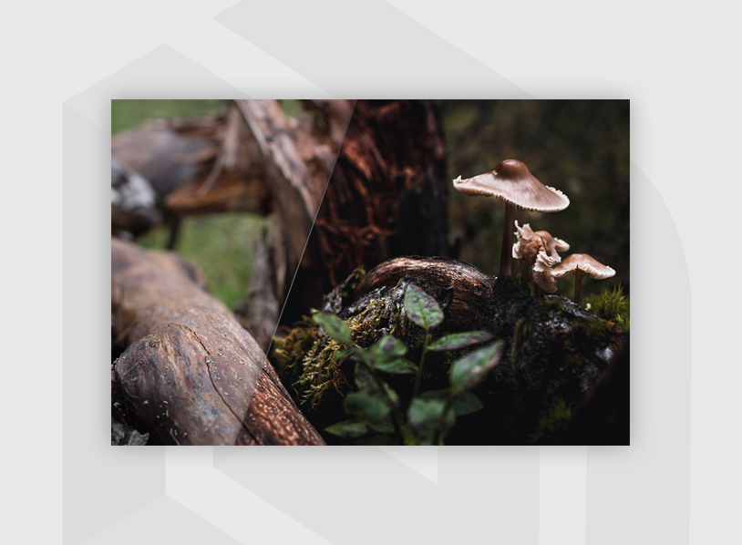 FREE Lightroom Presets: Dark Forest Tales